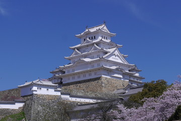 Fototapeta premium 姫路城と桜