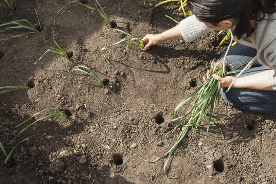 Mature woman planting spring onions in allotment