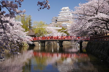 姫路城と桜