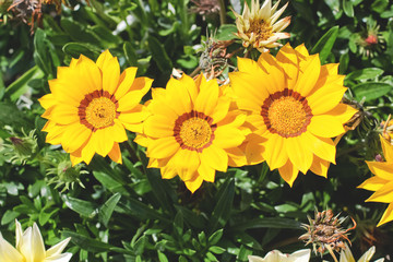 Obraz premium yellow gazania