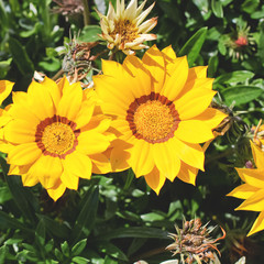yellow gazania