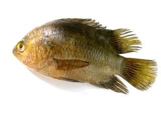 Striped tiger leaffish, Banded leaffish, Malayan leaffish,Pristolepis fasciata 
