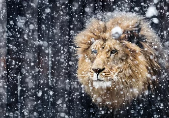 Crédence de cuisine en verre imprimé Lion Lion de portrait dans la neige