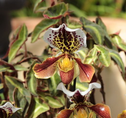 fiore di orchidea orchidea- paphiopedilum