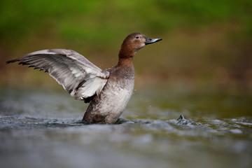 Common Pochard, Pochard, Aythya ferina