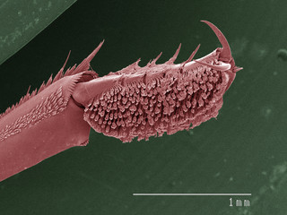 Coloured SEM of whirligig beetle front leg