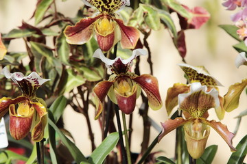 fiore di orchidea orchidea- paphiopedilum © Di Caccamo A.