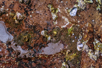 Texture with oyster shells closeup