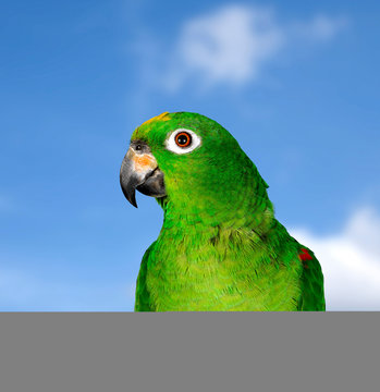 Amazon Parrot