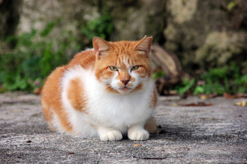 伏せるのらねこ