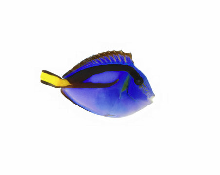 Regal Tang