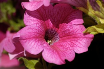Petunia