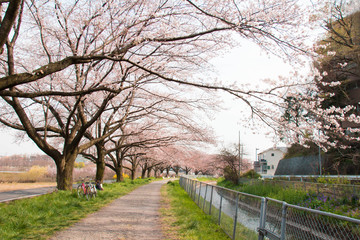 Sakura of Saitama City Minuma canal