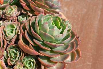 Succulent plant