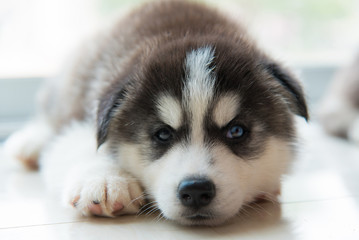 Siberian puppy