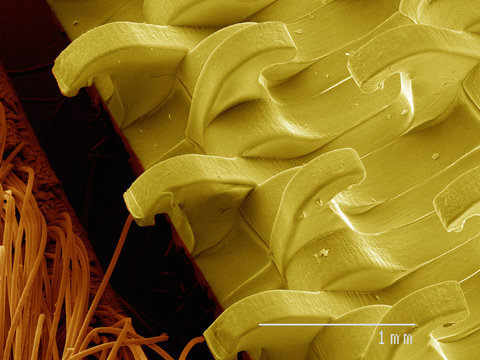 Coloured SEM of hook and loop fabric