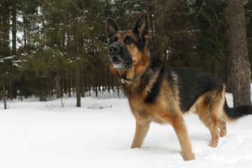 Dog on snow