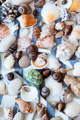 seashells background