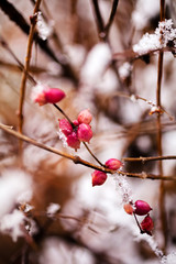 Red berries covered with snow