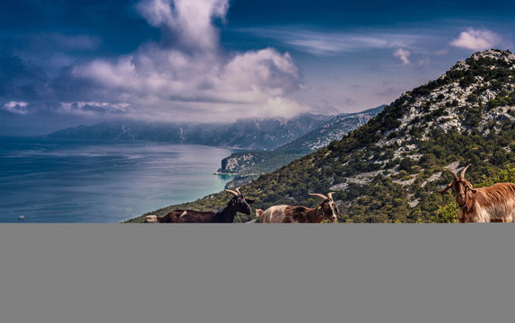 Goats on hill with sea in background, Arbus, Sardinia, Italy
