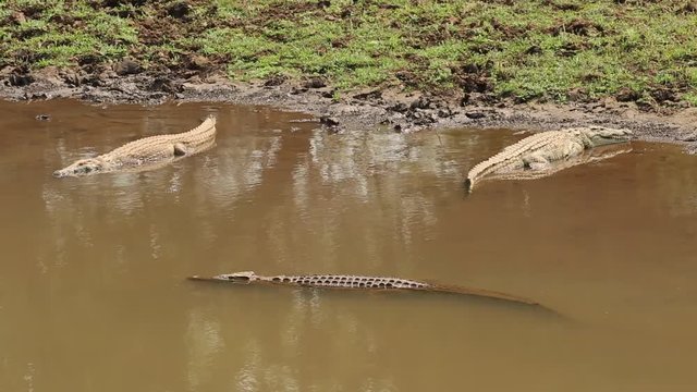 Nile crocodiles (Crocodylus niloticus) basking in shallow water, Kruger National Park, South Africa