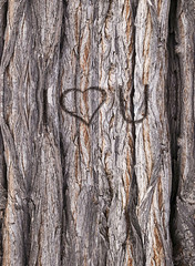 Gnarled trunk, HD seamless texture with I love you engraved