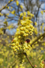 Blütenstand der Scheinhasel Corylopsis spicata Japan