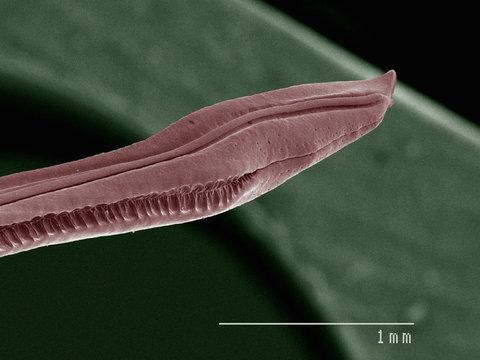 Coloured SEM of house cricket (Acheta domesticus) ovipositor