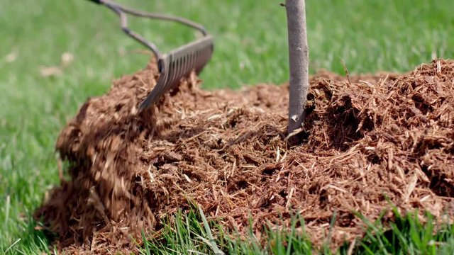 Detail of raking mulch around the trunk of a young sapling.  Slow motion, recorded in 4K at 60fps, hand-held camera.