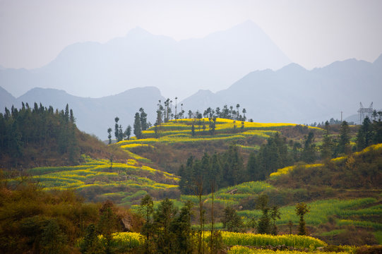 Misty view of field terraces, some with blooming oil seed rape plants, Luoping,Yunnan, China