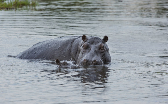 Hippo with baby (Hippopotamus amphibius)
