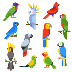 Obraz premium Cartoon parrots set and parrots wild animal birds vector illustration