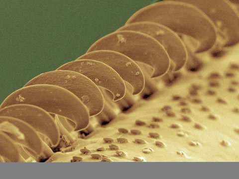 Coloured SEM of wasp wing
