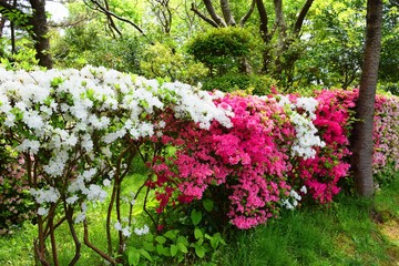 ツツジの花／山形県で綺麗な「ツツジの花」を撮影した写真です。