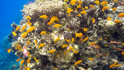 Tropical Fish on Vibrant Coral Reef