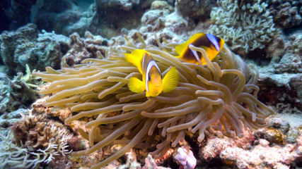 Naklejka na ściany i meble Clown Anemonefish on Coral Reef