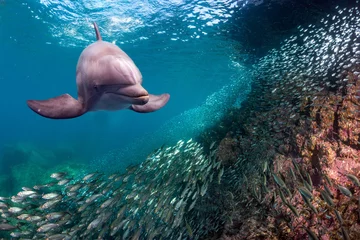 Photo sur Plexiglas Dauphin Dauphin sous l& 39 eau sur fond d& 39 océan