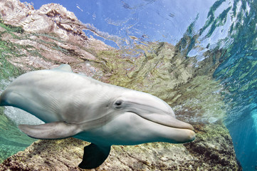 dolphin underwater on ocean background