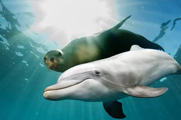 Foto op Canvas dolphin and sea lion underwater © Andrea Izzotti