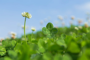 Obraz premium 四つ葉のクローバーと青空