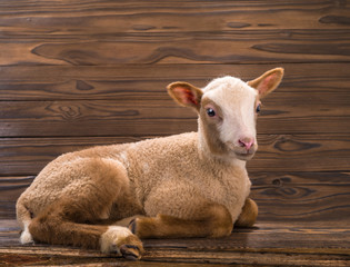  lamb