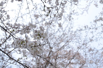 花見　桜