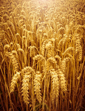 Field of golden, ripening wheat