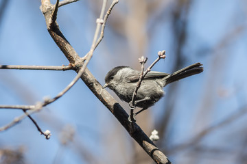 Willow Tit (Parus montanus)