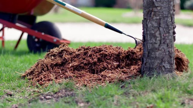 Detail of raking pine mulch around the trunk of a small plum tree.  Slow motion, recorded in 4K at 60fps, hand-held camera.