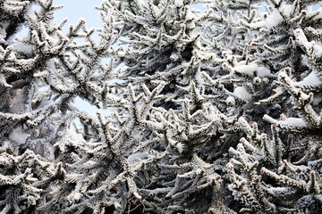 Pine tree covered with snow