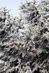 Pine tree covered with snow