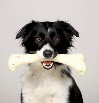 Border Collie carrying bone