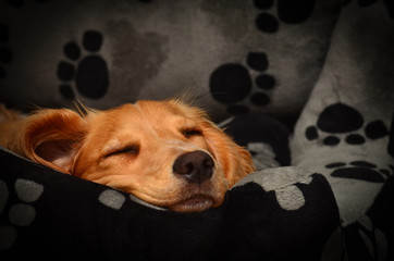 Cute cocker spaniel pup fast asleep in her bed.