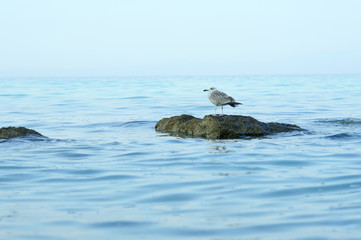 Sea Gull on the beach